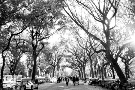 New york, United states, Trees