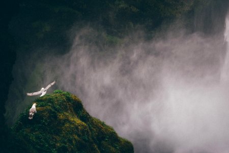 two white-and-gray birds on mountain cliff photo