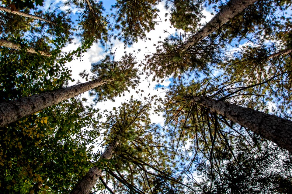 Chestnut ridge county park, Orchard park, United states