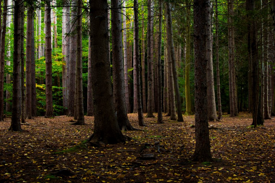 Chestnut ridge county park, Orchard park, United states