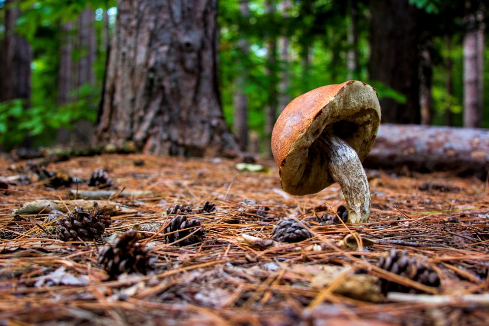 Chestnut ridge county park, Orchard park, United states