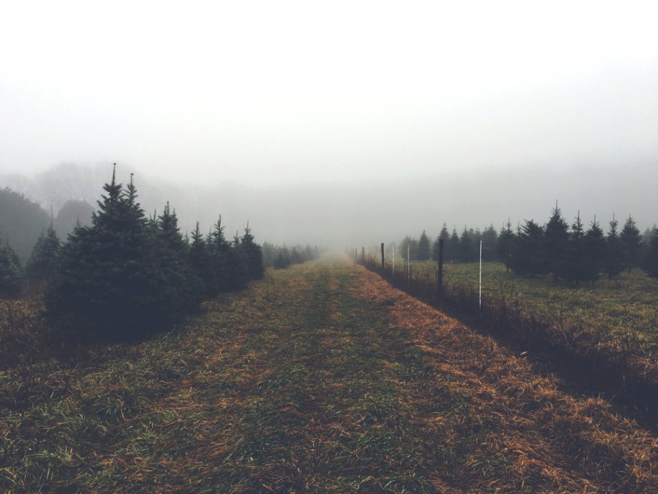 Holiday, Green, Farm