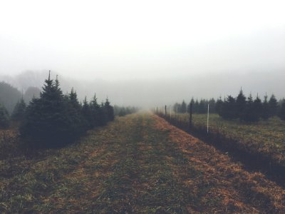 Holiday, Green, Farm