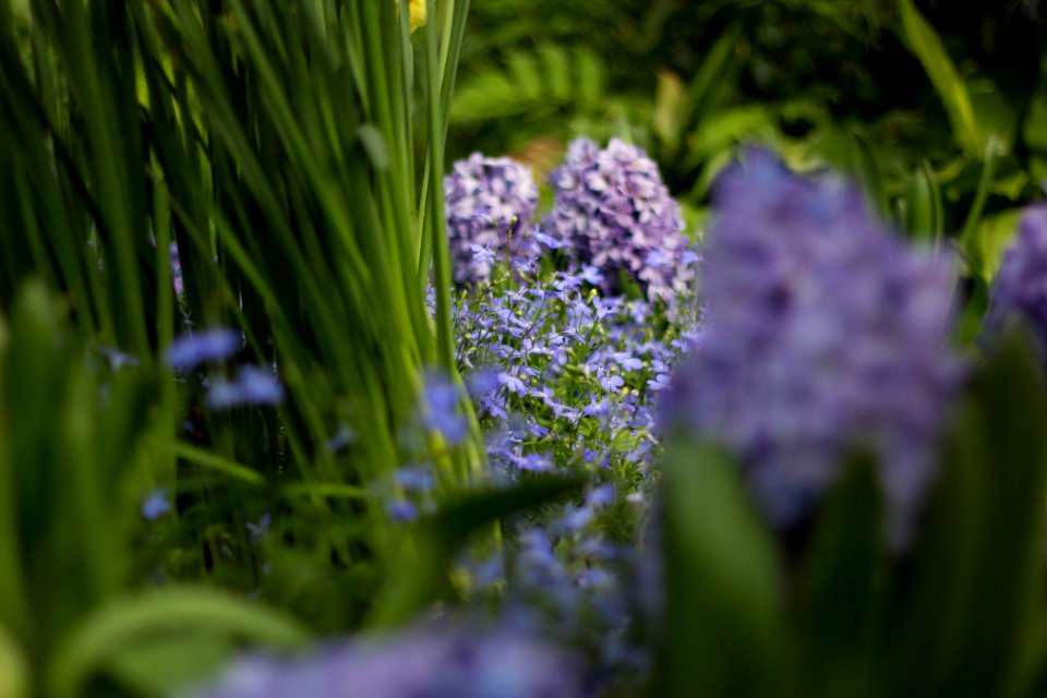 Pittsburgh, Phipps conservatory, Botanical gardens