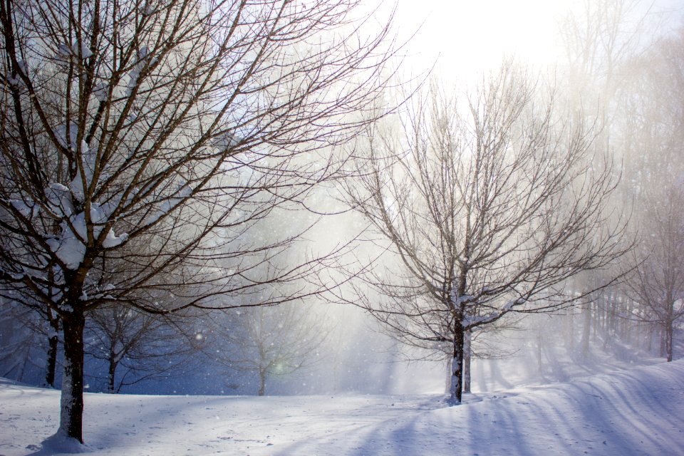 Cold, Falling snow, Snow