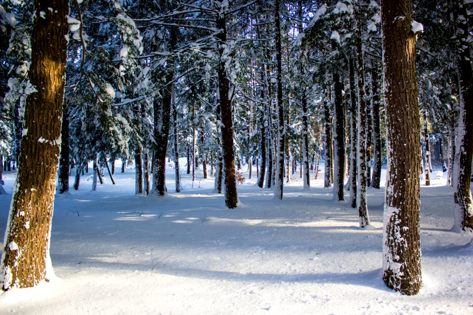 Pine trees, Cold, Snow