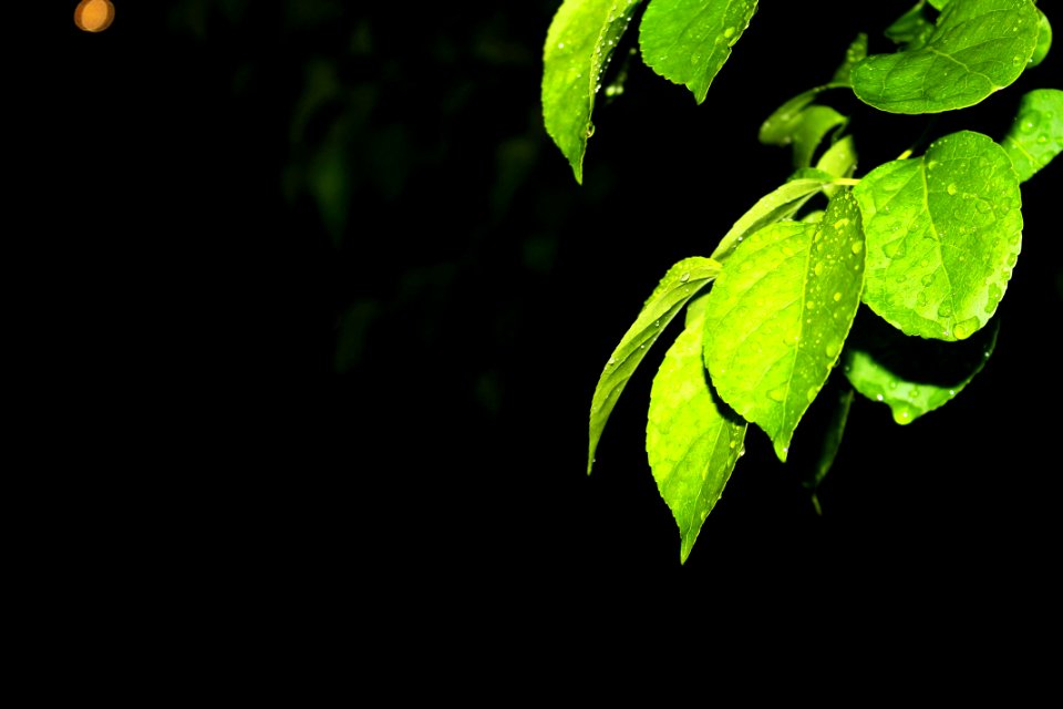 Rain, Plant, Trees