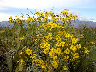 Cactus, Flowers, Yellow