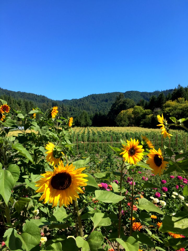 Scotia, California, United states