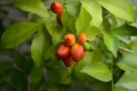 Philippines, Taiwan, Plants