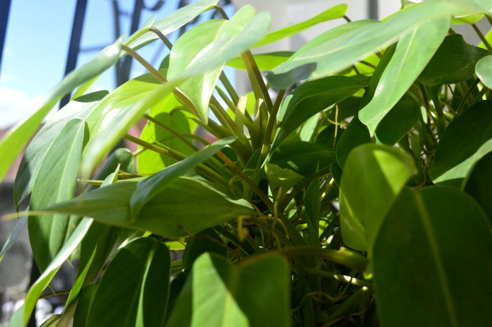 Philippines, Philodendron, Heartleaf