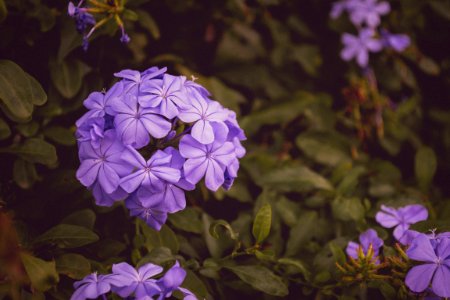 closeup photo of purple petaled flowers photo