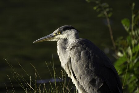 Bird animal world head photo