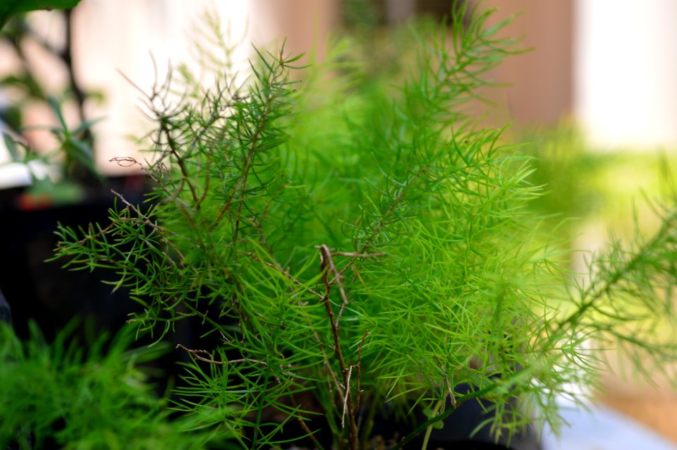 Philippines, Tarlac, Houseplants