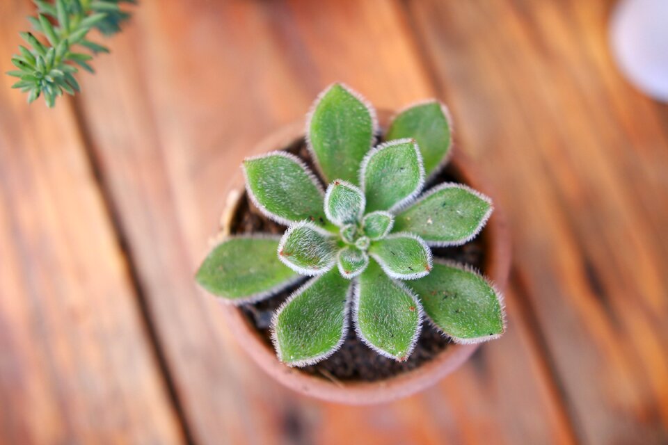 Brown plant brown table brown plants
