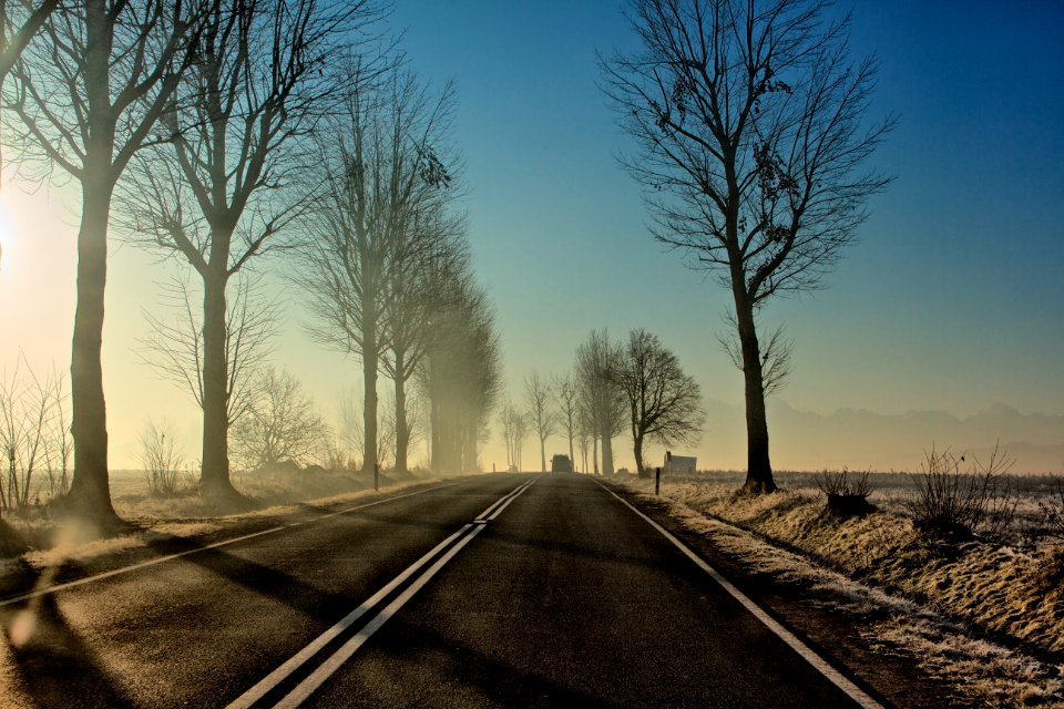 Trees, Road