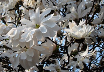Magnolia tree flowers nature photo