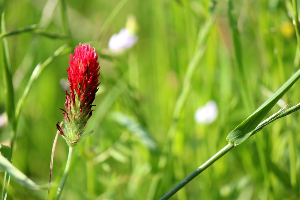 Grass