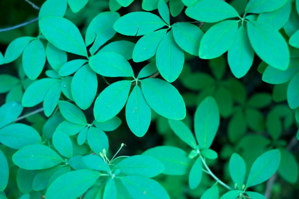 Green, Nature, Patten