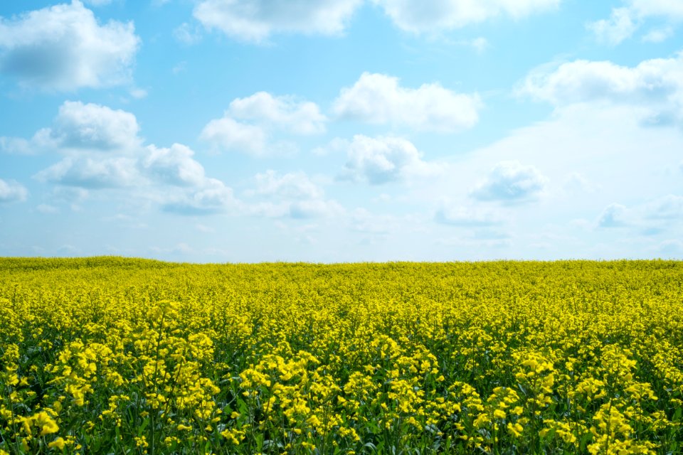 Nature, Field, Sky