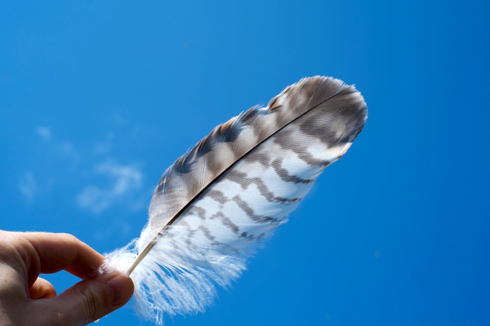 person holding a feather under blue sky