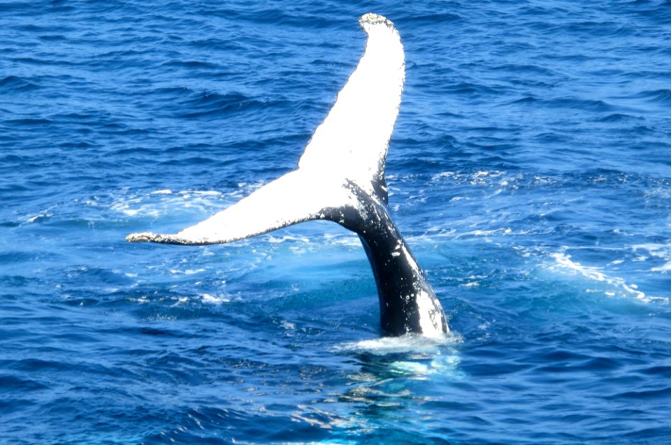 photo of whale tail