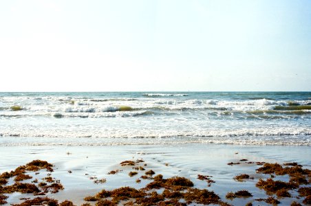 Seaweed, Waves, Beach