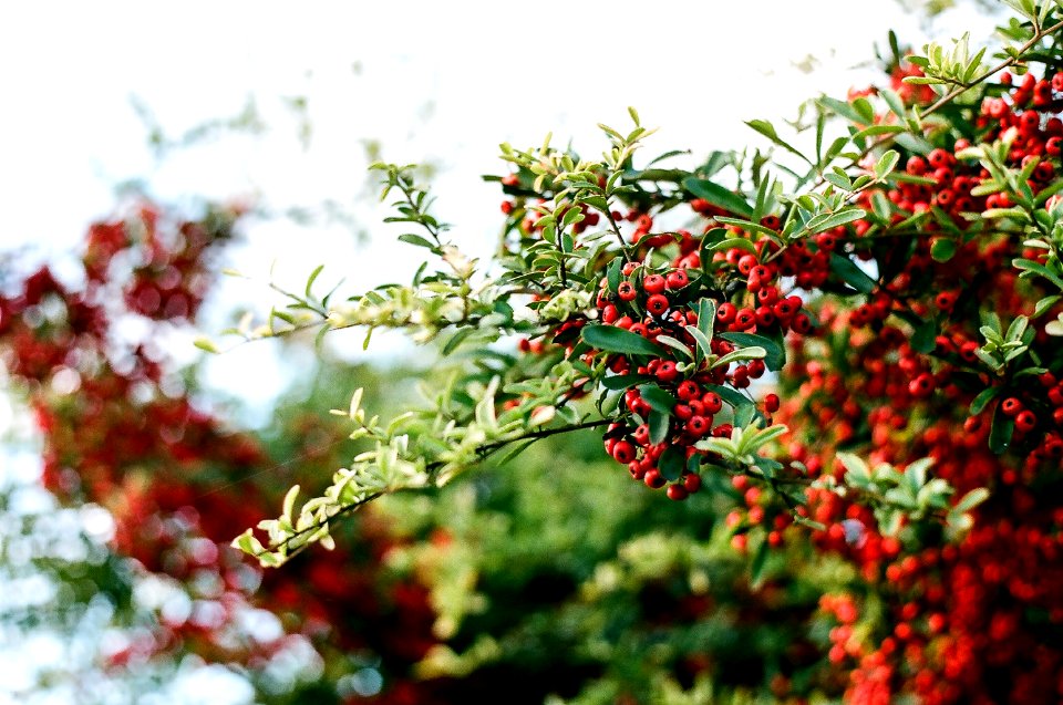 Red berry tree, Red berries, Leaves