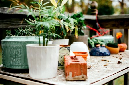 Brick, Cactus, Succulents photo