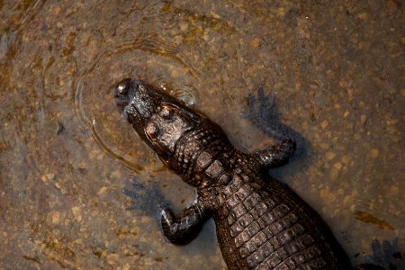 crocodile on body of water photo