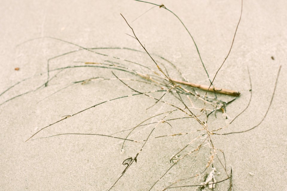 Tybee Island, United states, Branch