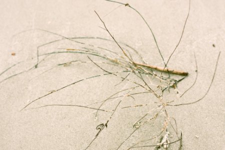 Tybee Island, United states, Branch