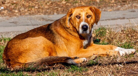 Doggy puppy cute animals