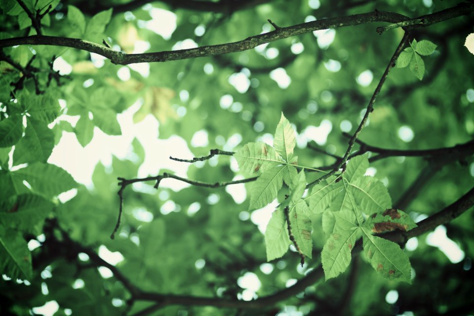 Autumn, Summer, Bokeh