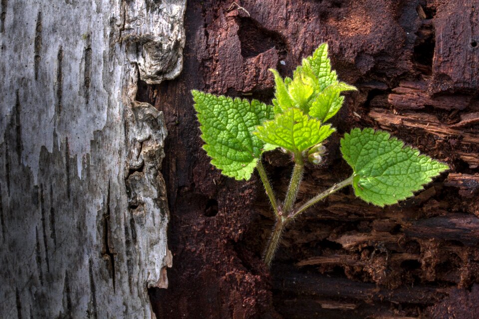 Close up forest structure
