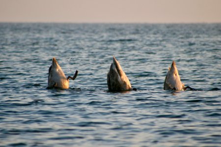 Sea, Swan, Bird