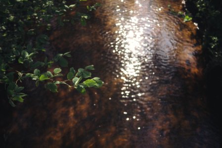 Bokeh, Leaves, River