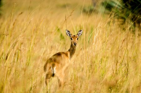 deer standing in the middle of brown field photo