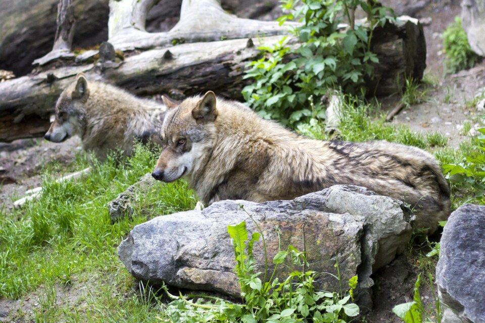 Predator zoo mammal