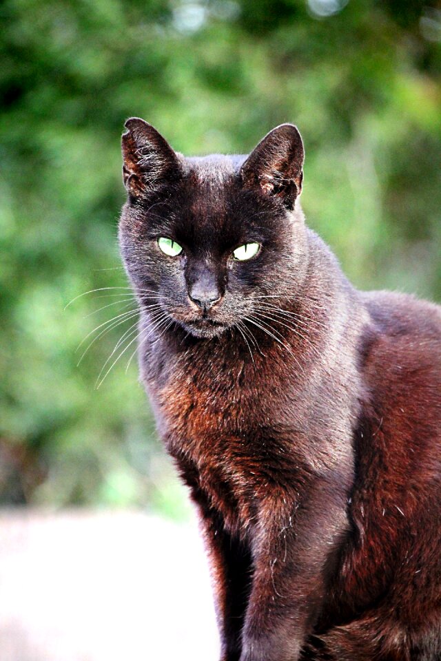 Black cat animal cat's eyes