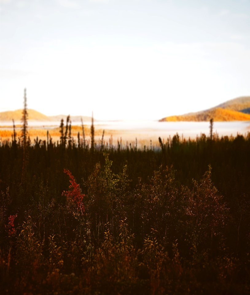 Alcan border, United states, Shrubbery