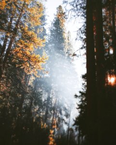 low-angle of tall trees photo