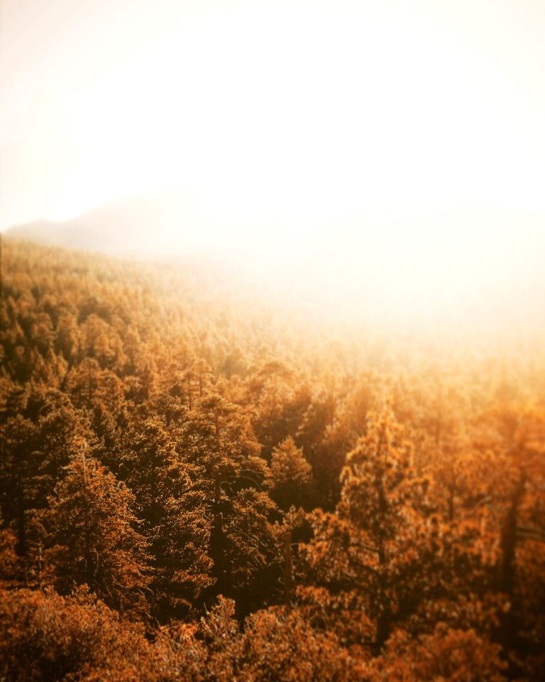 aerial photography of forest during golden hour