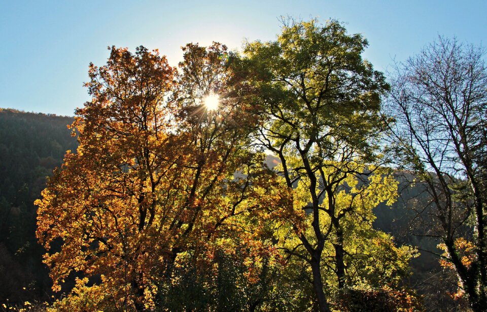 Fall leaves leaves true leaves