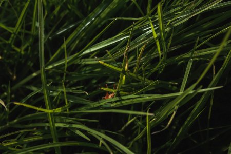 New Zealand, Mysterious, Green