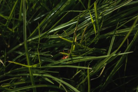 New Zealand, Mysterious, Green photo