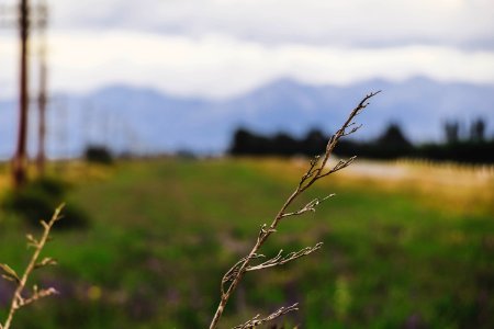 New Zealand, Christchurch, Farm photo