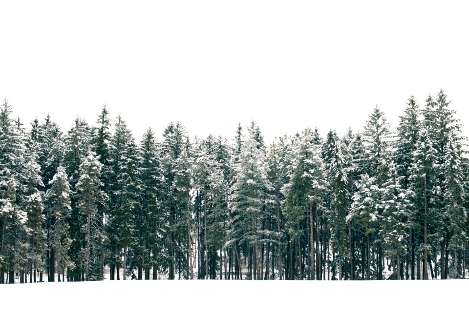 Winter, Snow, Trees