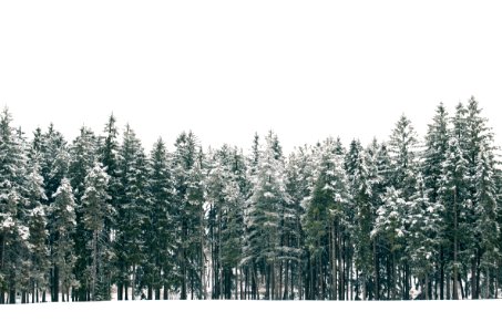 Winter, Snow, Trees photo