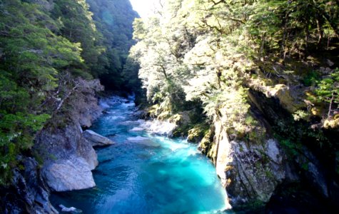 New Zealand, Field, Forest